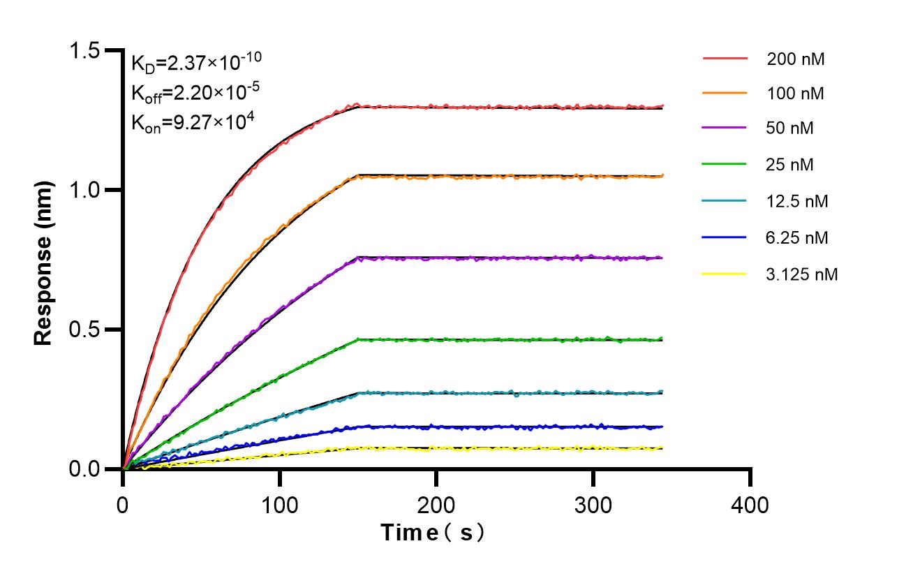 Affinity and Kinetic Characterization of 87013-1-RR