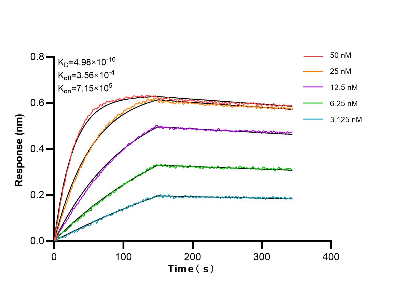 Affinity and Kinetic Characterization of 87015-1-RR