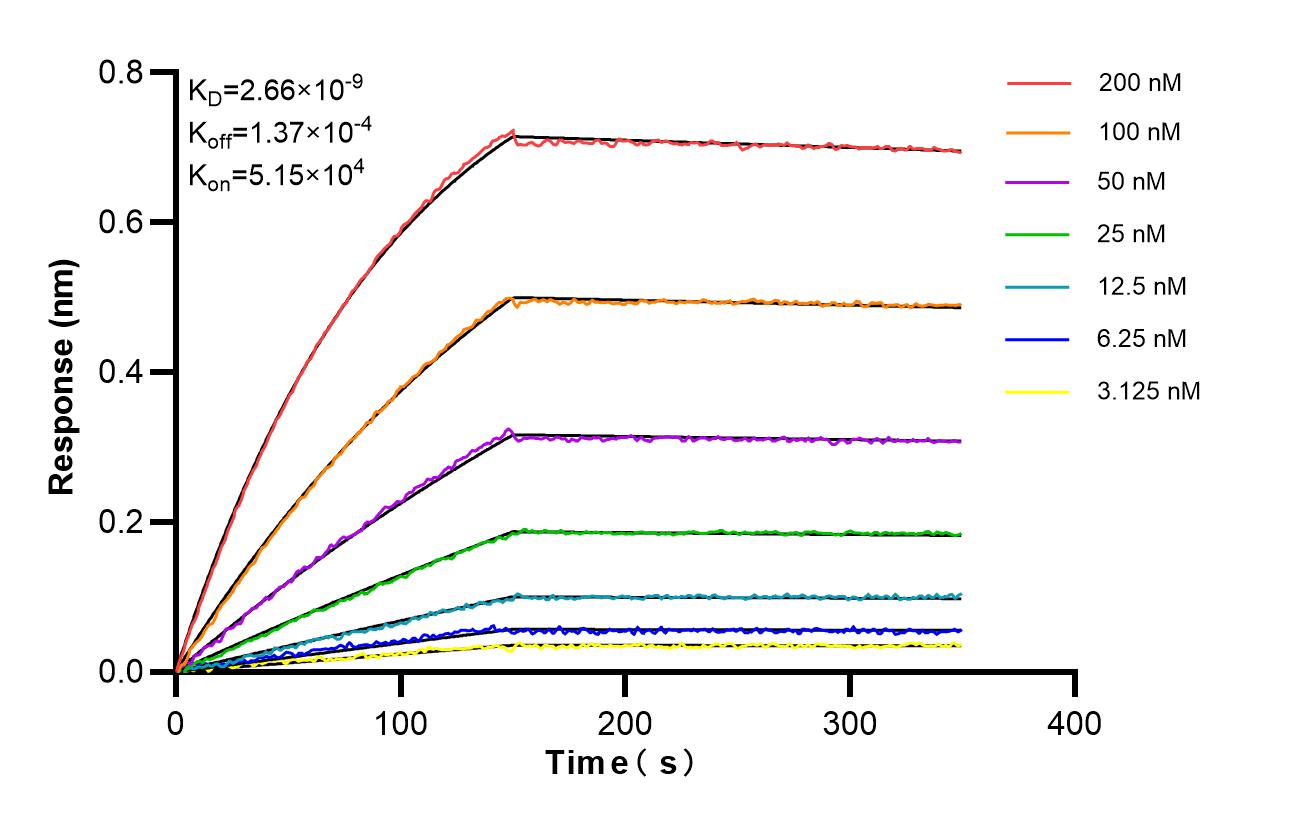Biolayer interferometry (BLl) kinetic assays of 87023-4-RR against Human BMX were performed. The affinity constant is 2.66 nM. Affinity of 87023-4-RR