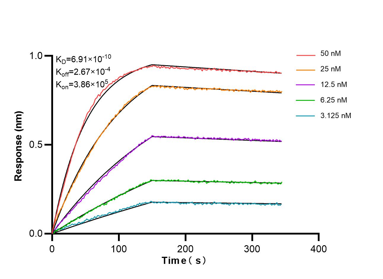 Biolayer interferometry (BLl) kinetic assays of 87046-1-RR against Human RRN3 were performed. The affinity constant is 0.691 nM. Affinity and Kinetic Characterization of 87046-1-RR
