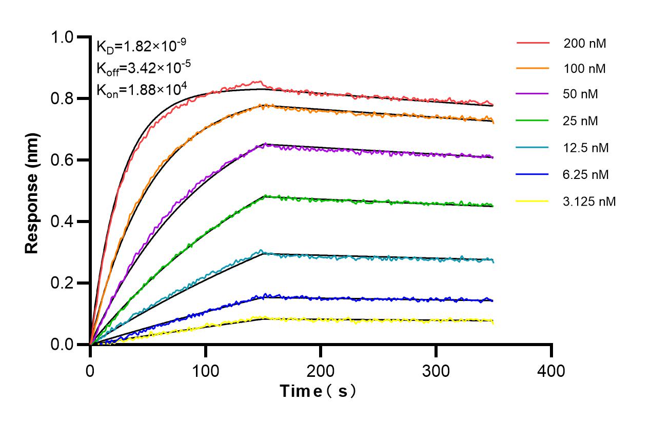 Biolayer interferometry (BLl) kinetic assays of 87048-2-RR against Human NDUFB11 were performed. The affinity constant is 1.82 nM. Affinity and Kinetic Characterization of 87048-2-RR