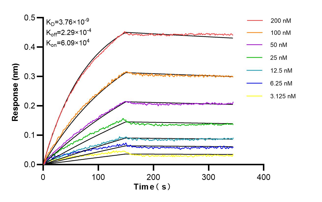 Affinity and Kinetic Characterization of 87050-1-RR