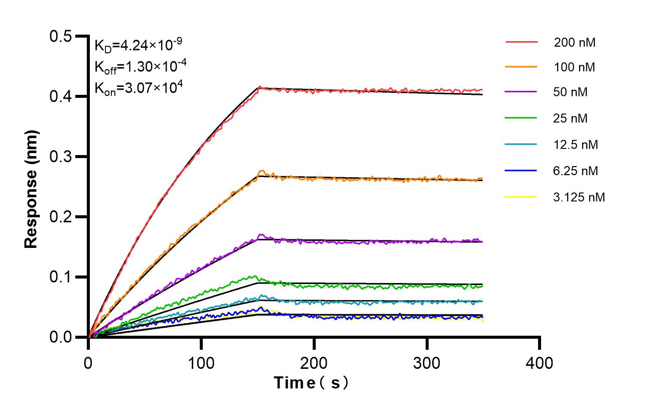Affinity and Kinetic Characterization of 87072-1-RR