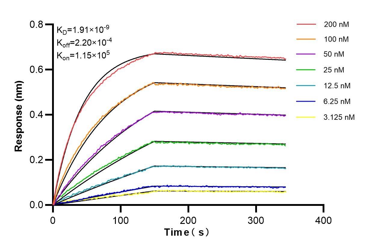 Affinity of 87093-1-RR Affinity of 87093-1-RR