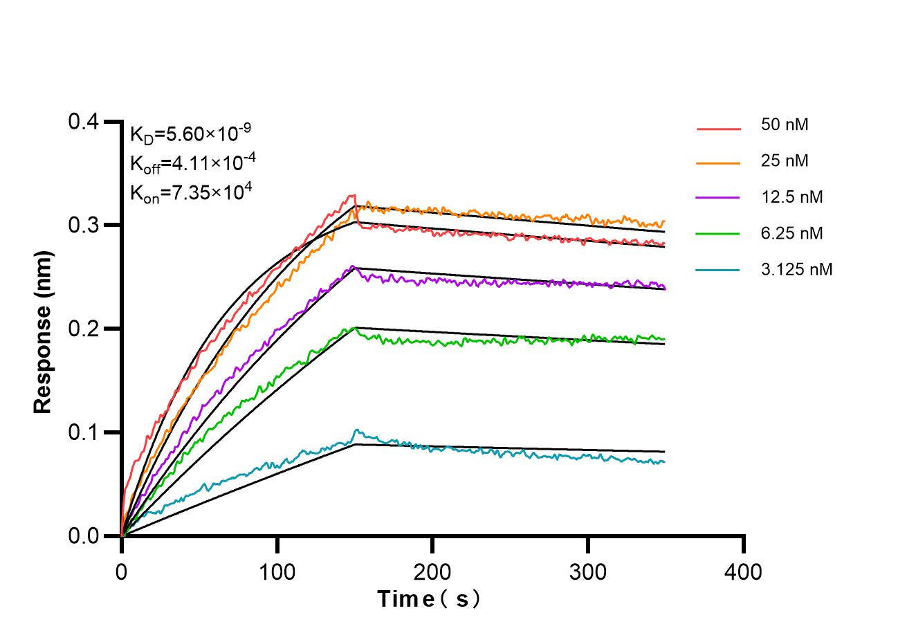 Biolayer interferometry (BLl) kinetic assays of 87097-1-RR against Human CD21 were performed. The affinity constant is 5.60 nM. Affinity and Kinetic Characterization of 87097-1-RR