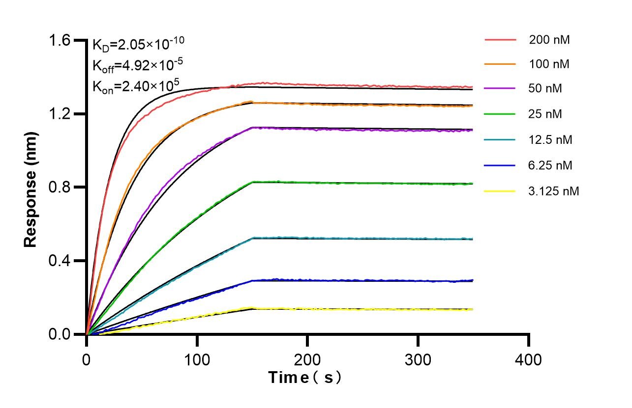 Affinity of 87108-1-RR Affinity of 87108-1-RR