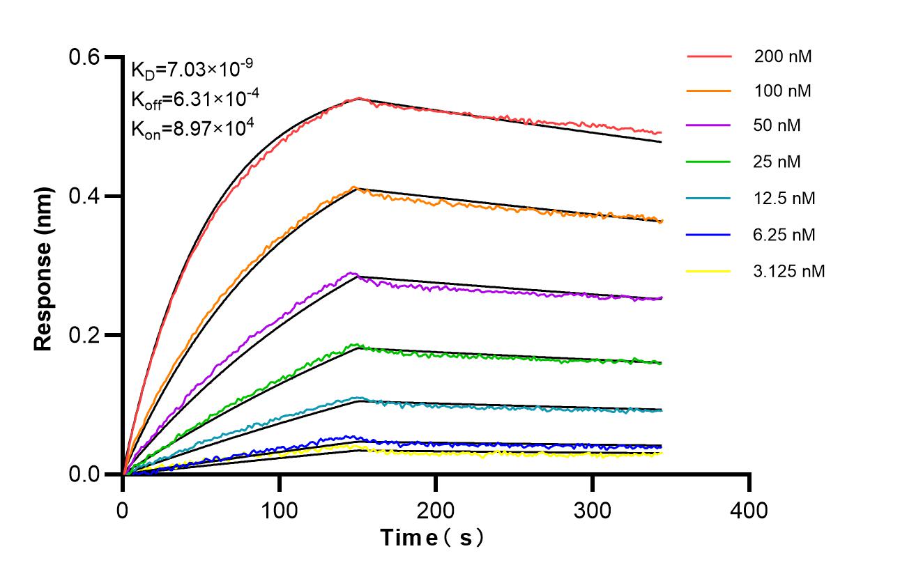 Biolayer interferometry (BLl) kinetic assays of 87115-2-RR against Human STAC2 were performed. The affinity constant is 7.03 nM. Affinity of 87115-2-RR