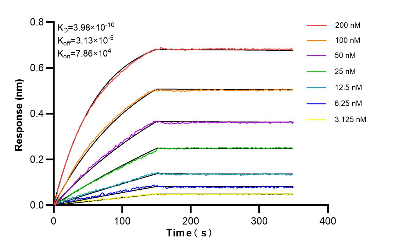 Affinity of 87134-1-RR Affinity of 87134-1-RR