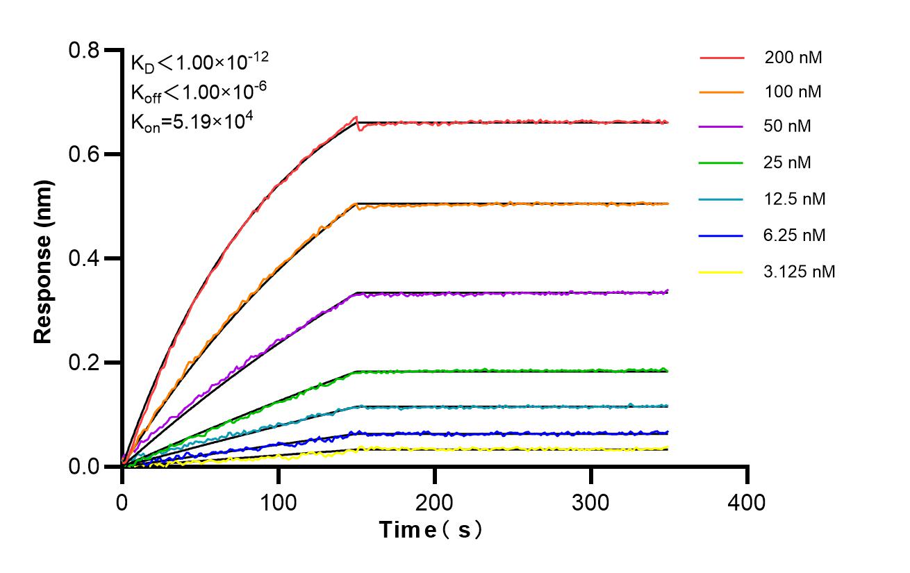 Affinity of 87137-1-RR Affinity of 87137-1-RR