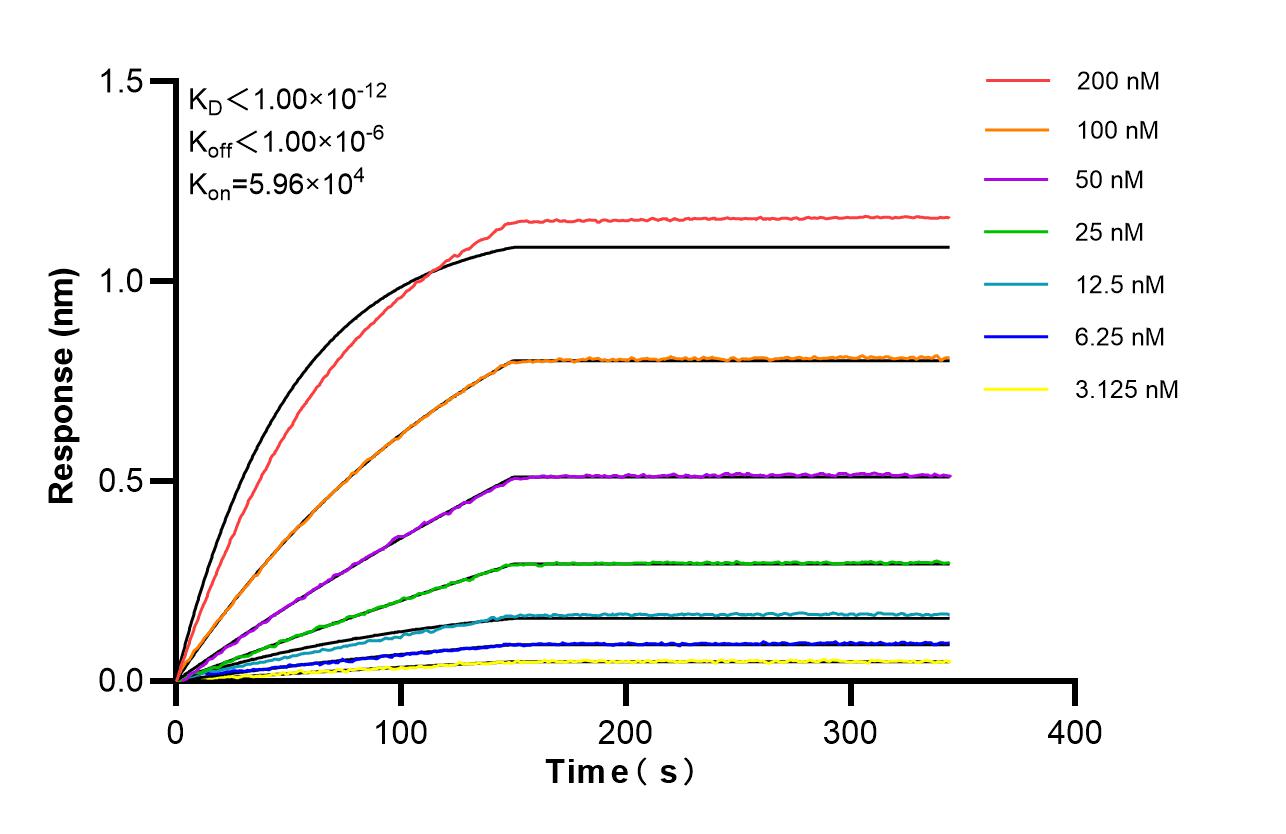 Affinity of 87144-1-RR Affinity of 87144-1-RR