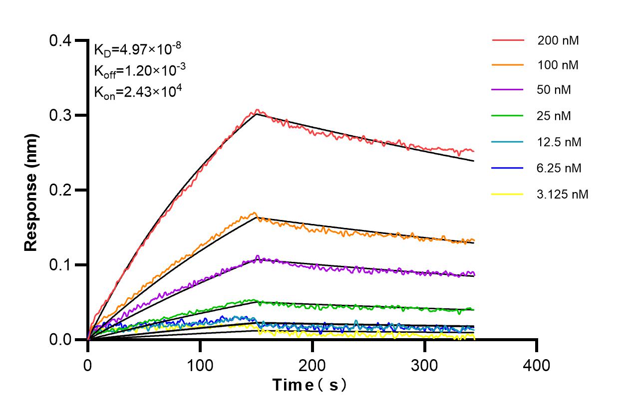 Affinity of 87155-1-RR Affinity of 87155-1-RR