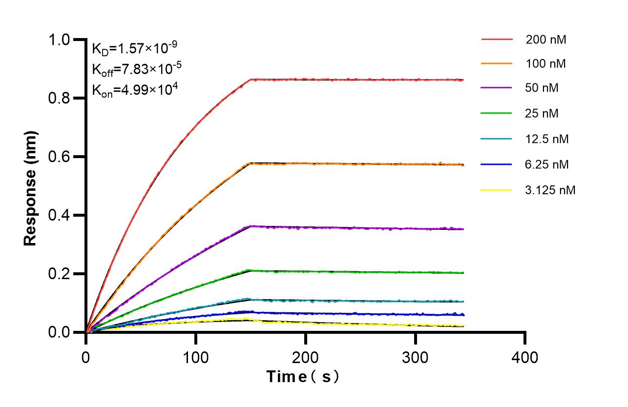 Biolayer interferometry (BLl) kinetic assays of 87158-1-RR against Human CAPN3 were performed. The affinity constant is 1.57 nM. Affinity of 87158-1-RR