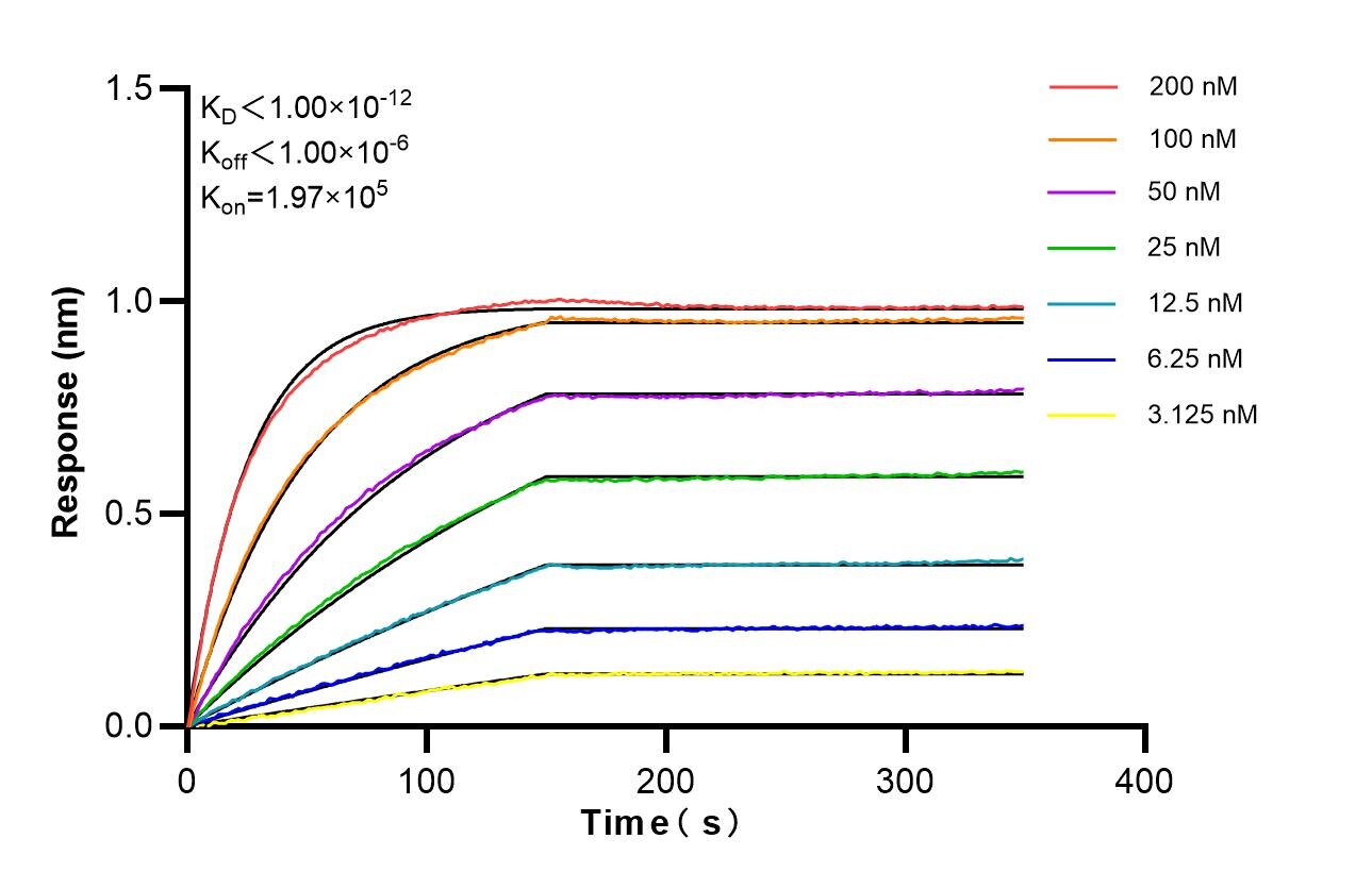 Affinity of 87171-1-RR Affinity of 87171-1-RR