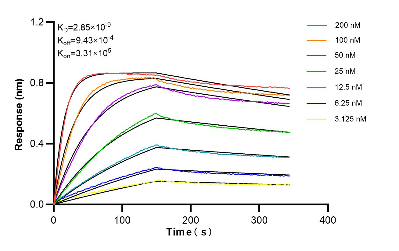 Biolayer interferometry (BLl) kinetic assays of 87174-1-RR against Human EBP50/NHERF-1 were performed. The affinity constant is 2.85 nM. Affinity of 87174-1-RR