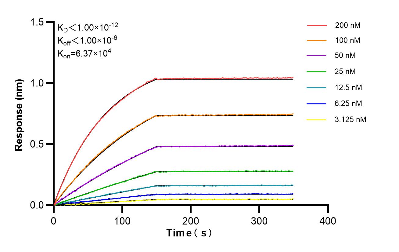 Biolayer interferometry (BLl) kinetic assays of 87196-1-RR against Human TRIM38 were performed. The affinity constant is below 1 pM. Affinity of 87196-1-RR