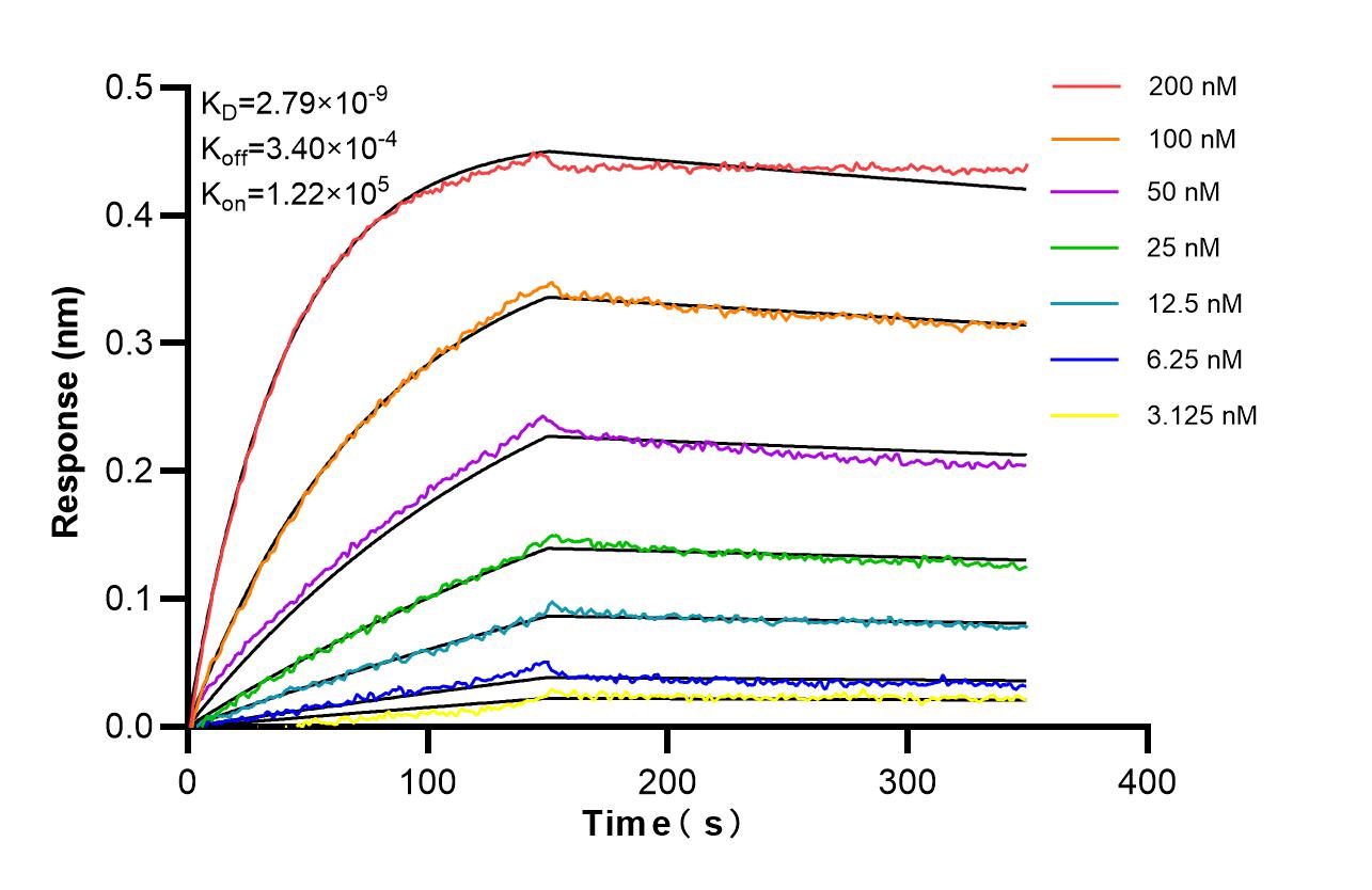 Affinity of 87199-1-RR