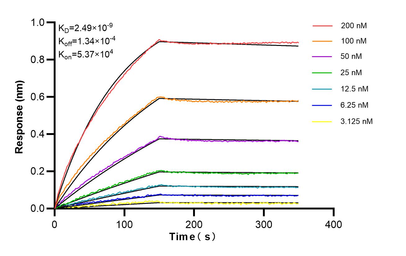 Affinity of 87231-1-RR Affinity of 87231-1-RR