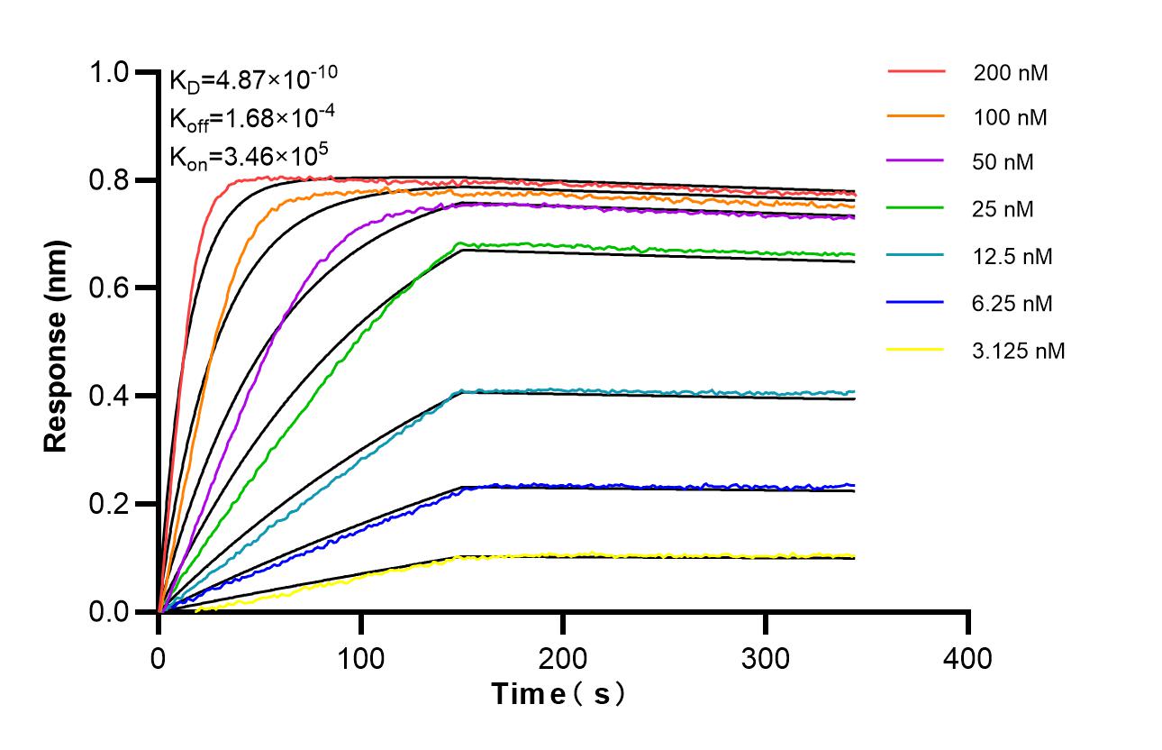 Affinity of 87239-1-RR Affinity of 87239-1-RR