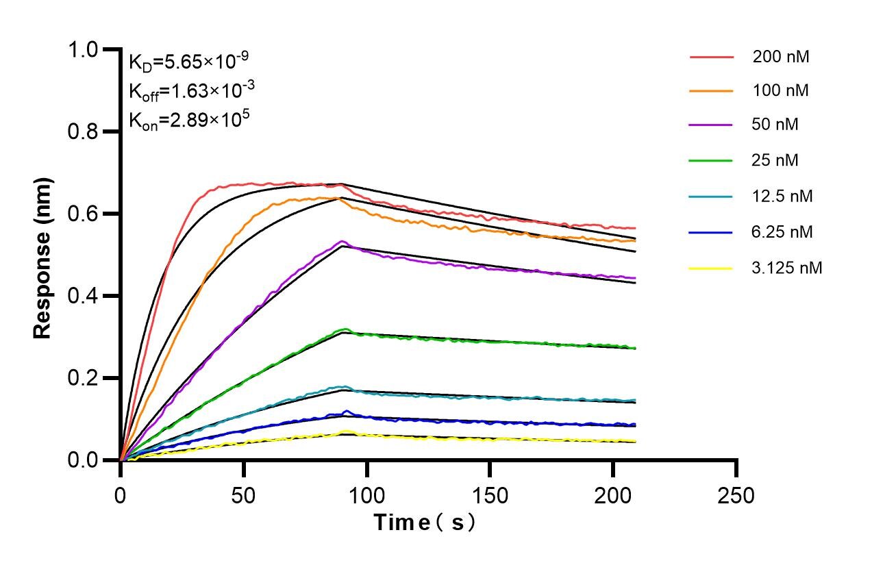 Affinity of 87253-1-RR Affinity of 87253-1-RR