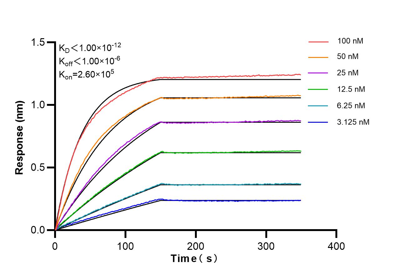 Affinity of 87278-3-RR Affinity of 87278-3-RR
