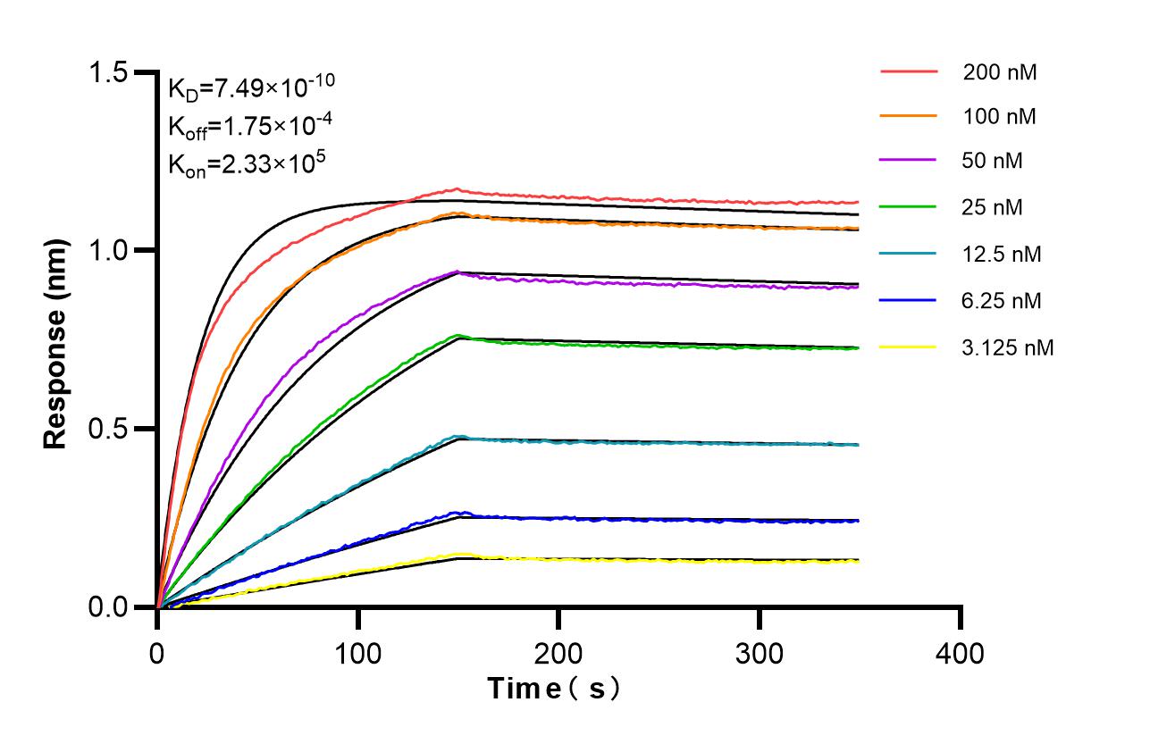 Affinity of 87316-3-RR