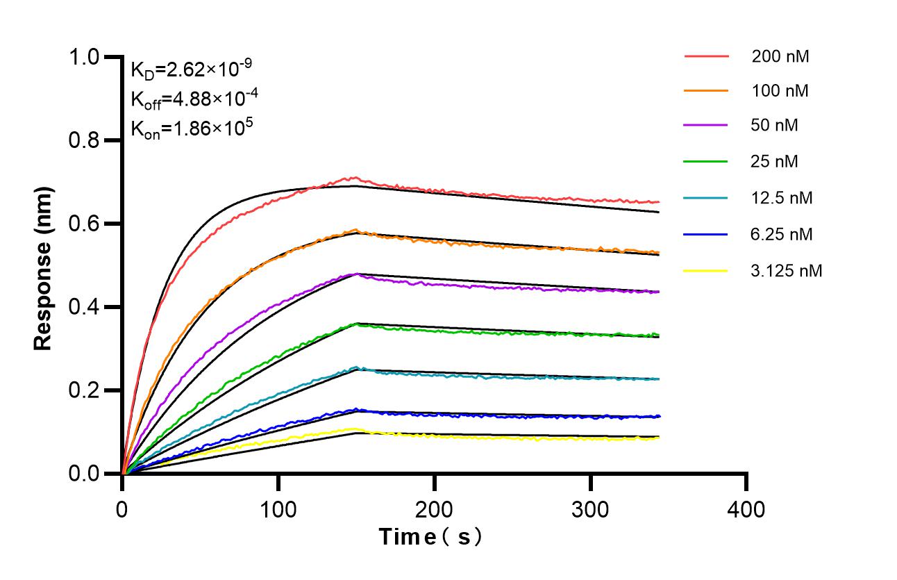 Affinity of 87374-3-RR Affinity of 87374-3-RR