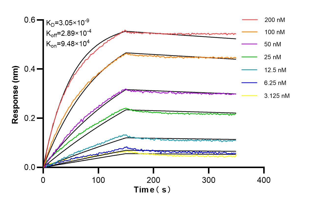 Affinity of 87378-1-RR Affinity of 87378-1-RR