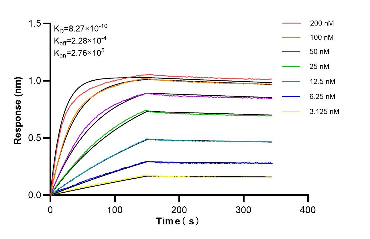 Affinity of 87380-1-RR Affinity of 87380-1-RR