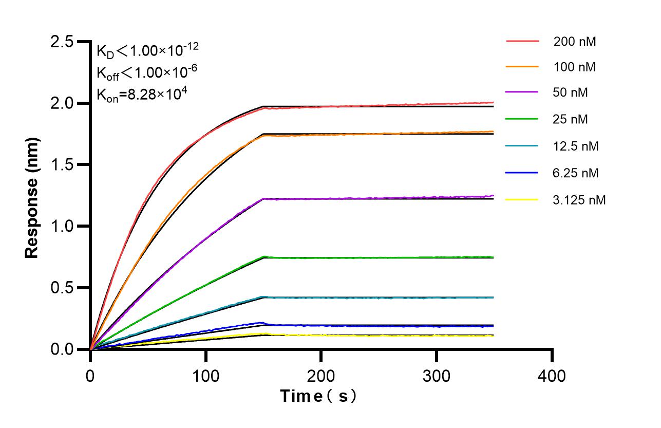Affinity of 87386-1-RR Affinity of 87386-1-RR
