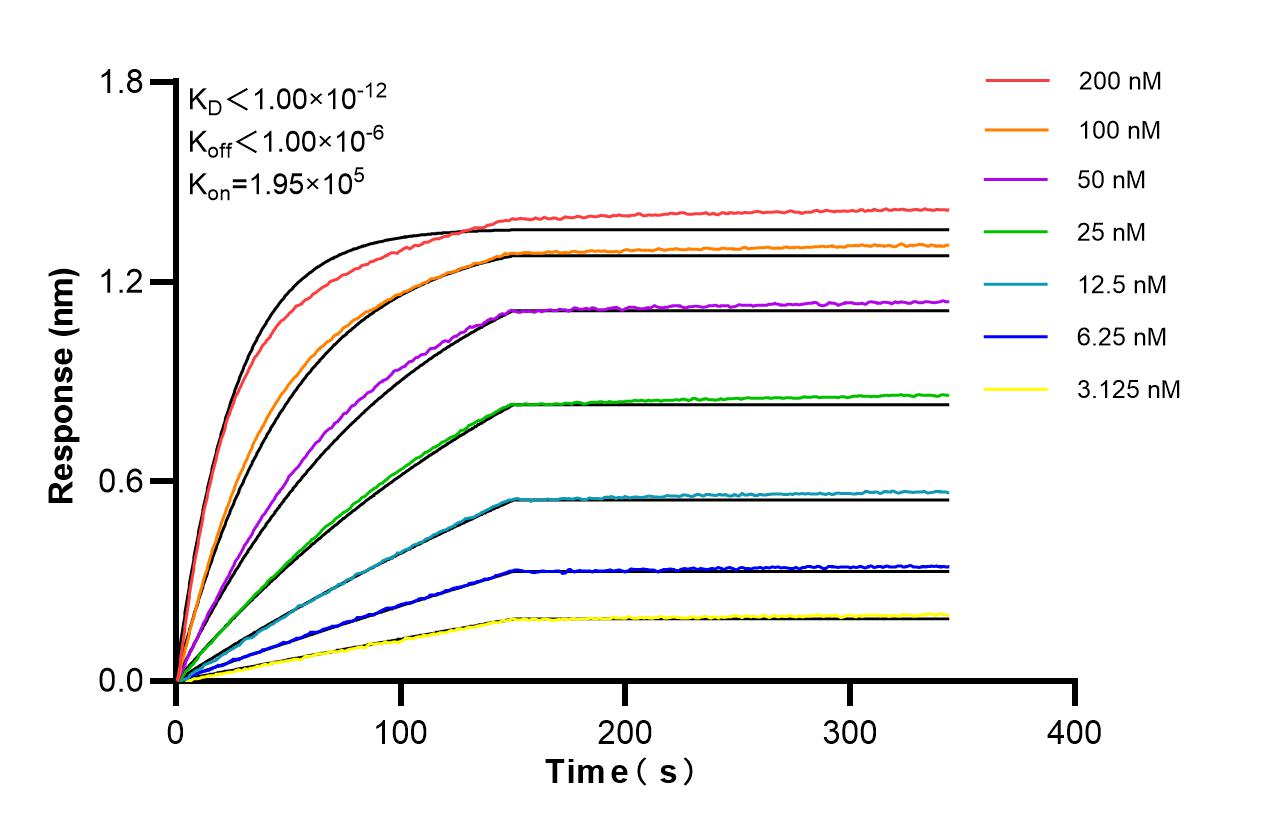 Affinity of 87396-1-RR Affinity of 87396-1-RR