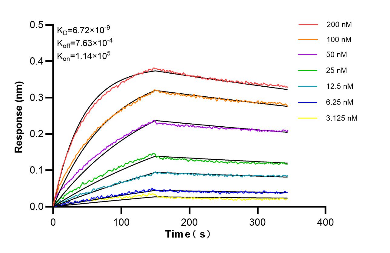 Biolayer interferometry (BLl) kinetic assays of 87416-2-RR against Human Integrin beta 4 were performed. The affinity constant is 6.72 nM. Affinity of 87416-2-RR