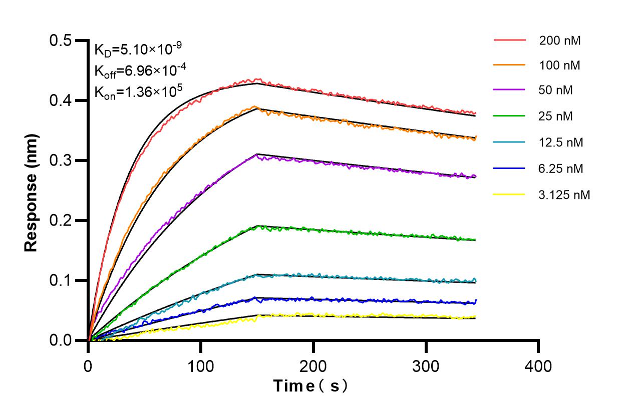 Affinity of 87420-1-RR Affinity of 87420-1-RR
