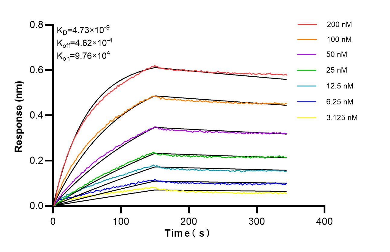 Biolayer interferometry (BLl) kinetic assays of 87430-1-RR against Mouse CD239/BCAM were performed. The affinity constant is 4.73 nM. Affinity of 87430-1-RR
