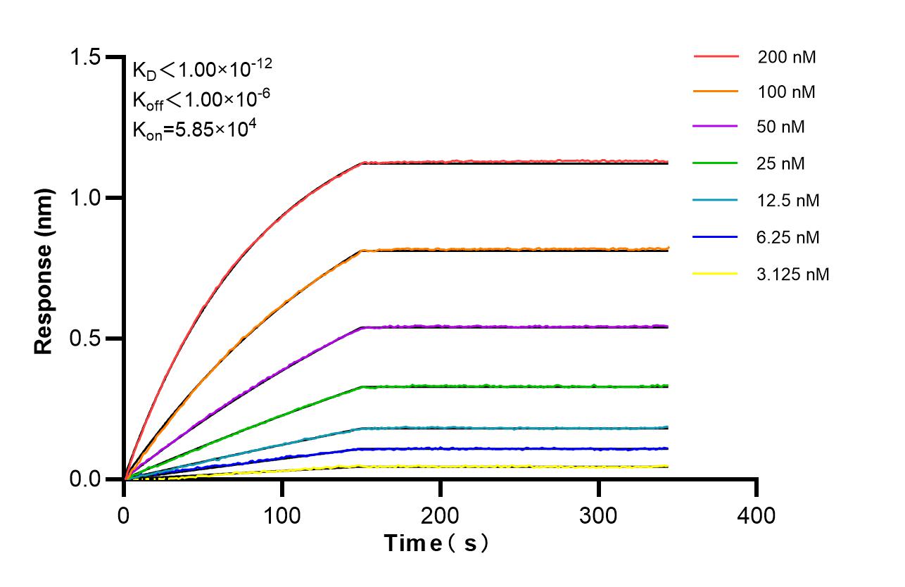 Biolayer interferometry (BLl) kinetic assays of 87431-1-RR against Human HMBS were performed. The affinity constant is below 1 pM. Affinity of 87431-1-RR