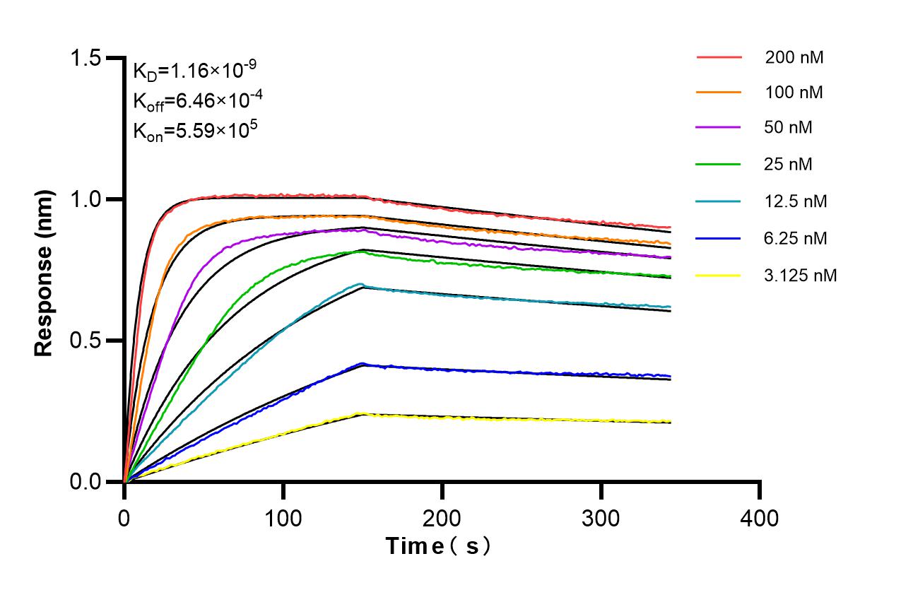 Biolayer interferometry (BLl) kinetic assays of 87439-1-RR against Rat CCL4/MIP-1 beta were performed. The affinity constant is 1.16 nM. Affinity of 87439-1-RR