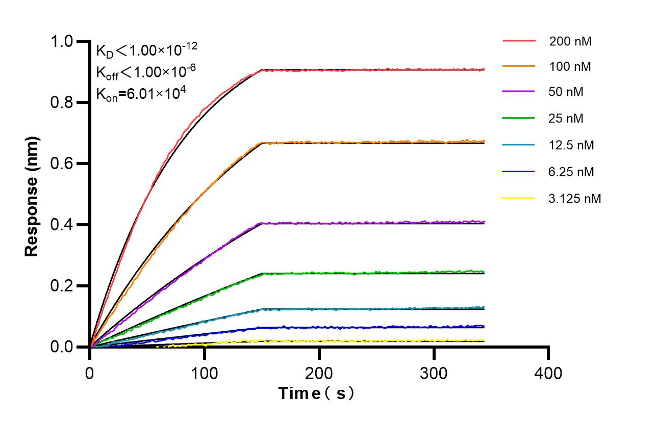 Affinity of 87449-1-RR Affinity of 87449-1-RR