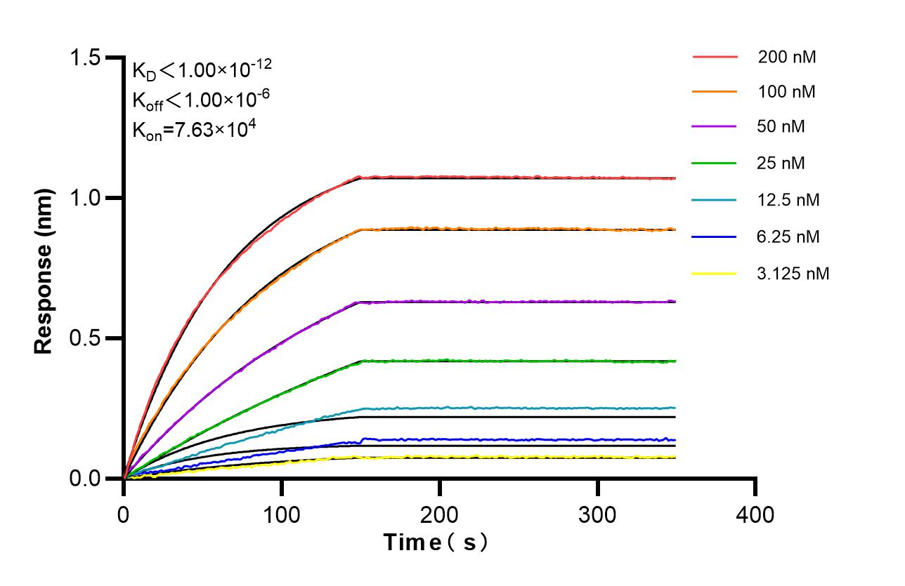 Affinity of 87462-1-RR
