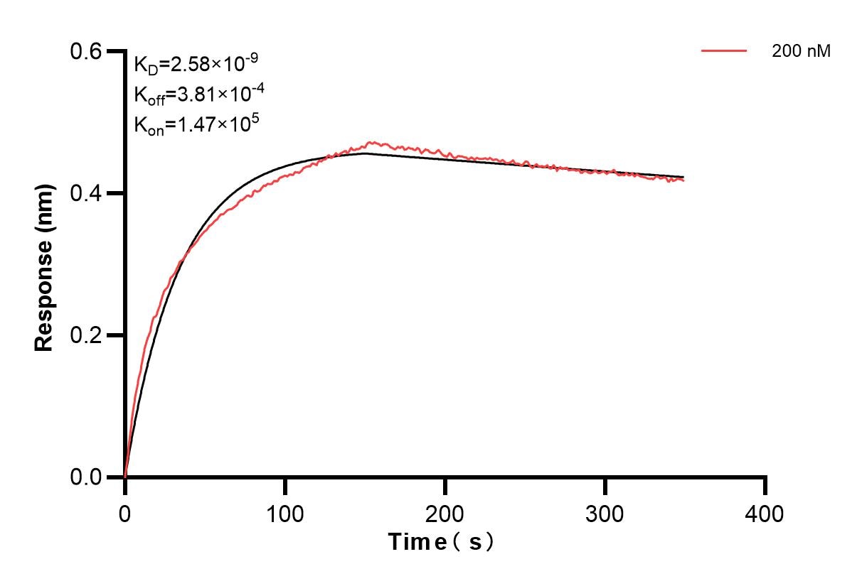 Biolayer interferometry (BLl) kinetic assay of 87470-4-PBS against Human Ephrin A1 was performed. The affinity constant is 2.58 nM. Affinity of 87470-4-PBS