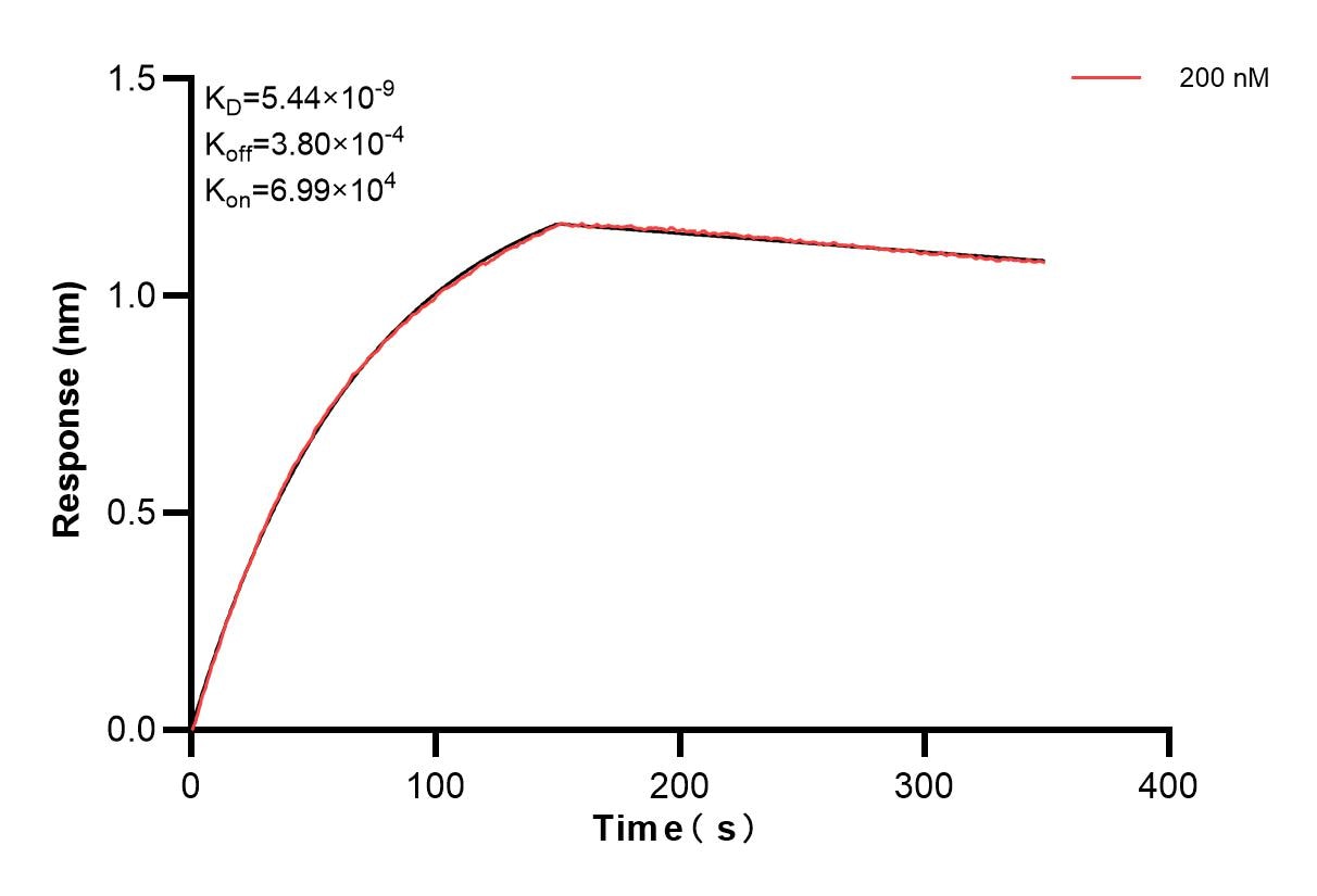 Biolayer interferometry (BLl) kinetic assays of 87475-1-PBS against Human CCL11/Eotaxin was performed. The affinity constant is 5.44 nM. Affinity and Kinetic Characterization of 87475-1-PBS