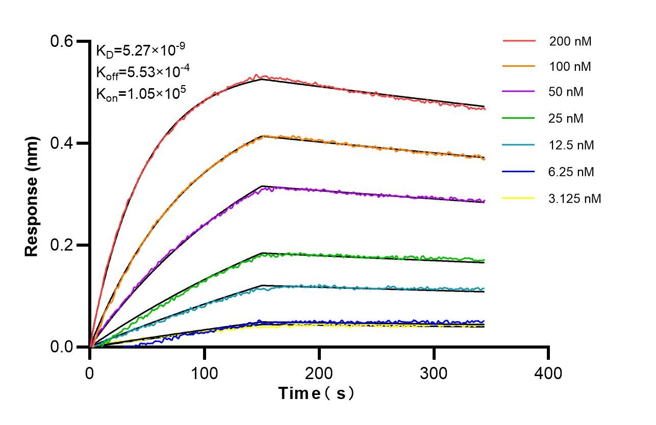 Affinity of 87481-1-RR Affinity of 87481-1-RR