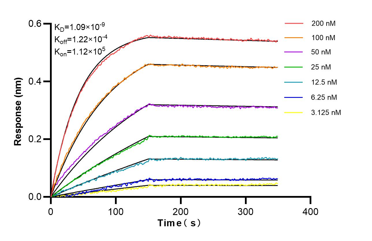 Biolayer interferometry (BLl) kinetic assays of 87486-1-RR against Human DDIT4L were performed. The affinity constant is 1.09 nM. Affinity of 87486-1-RR