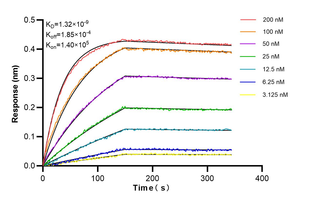 Affinity of 87495-1-RR Affinity of 87495-1-RR