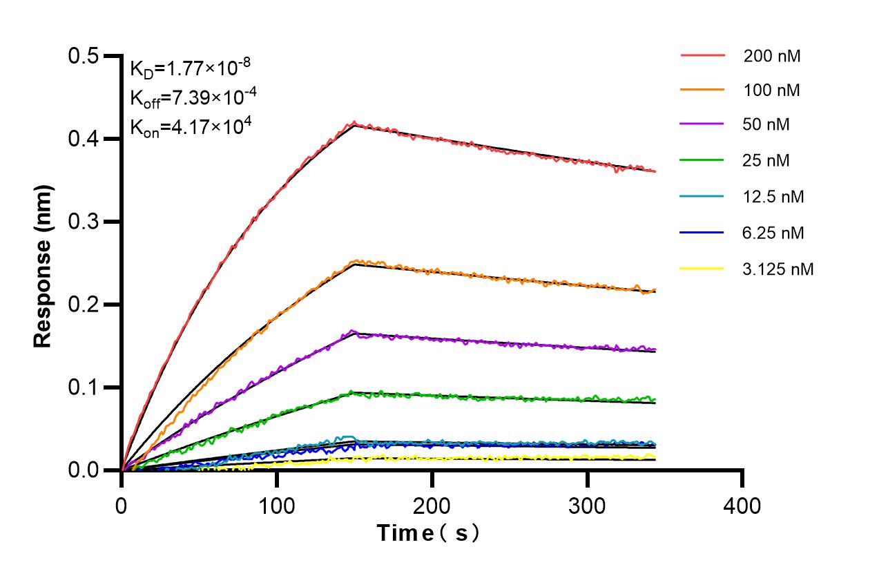 Affinity of 87503-1-RR Affinity of 87503-1-RR
