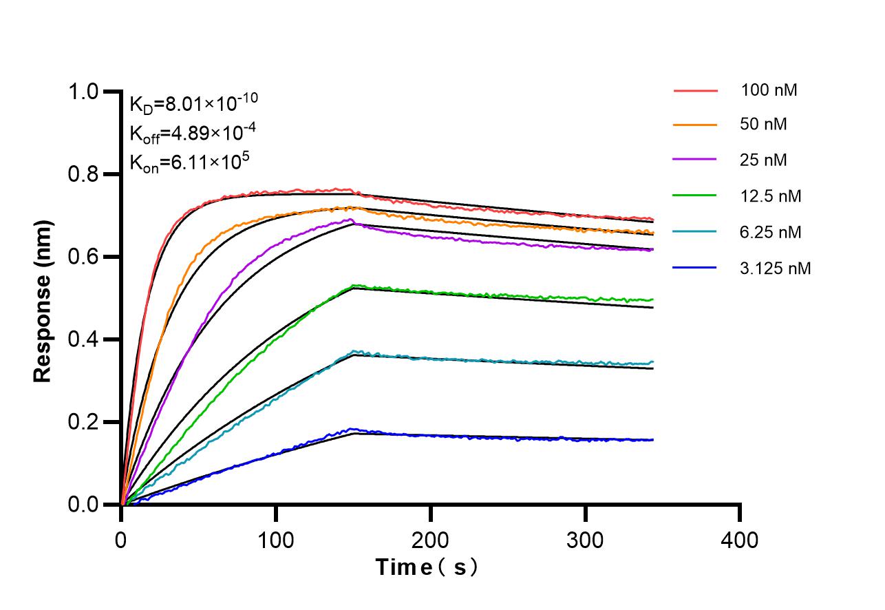 Biolayer interferometry (BLl) kinetic assays of 87528-1-RR against Human NRAC were performed. The affinity constant is 0.801 nM. Affinity of 87528-1-RR