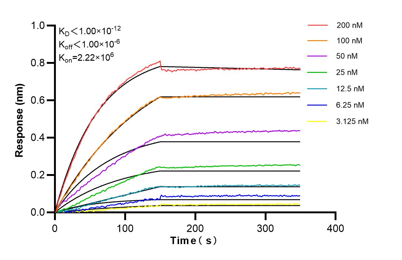 Affinity of 87536-1-RR
