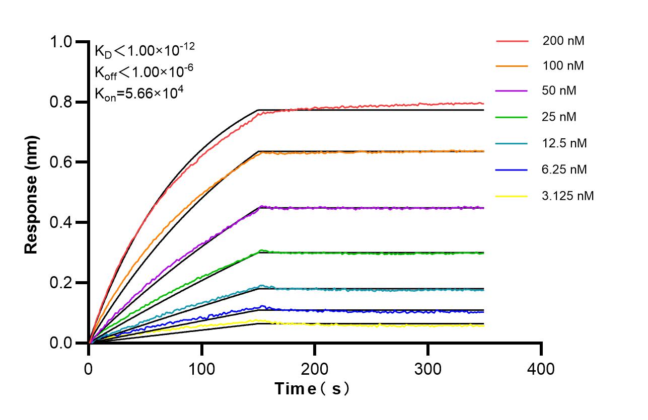 Affinity of 87572-1-RR Affinity of 87572-1-RR