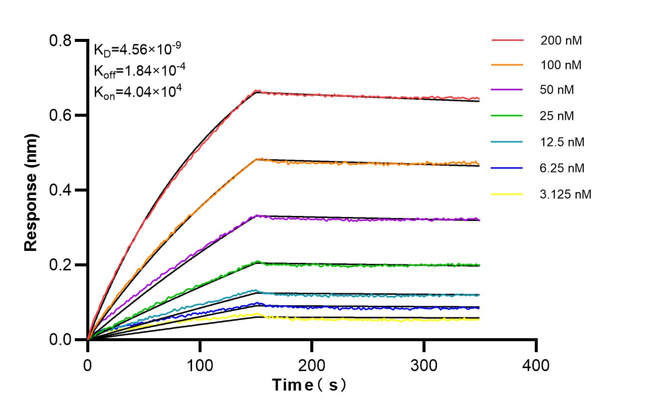 Biolayer interferometry (BLl) kinetic assays of 87577-1-RR against Mouse CD296/ART1 were performed. The affinity constant is 4.56 nM. Affinity of 87577-1-RR