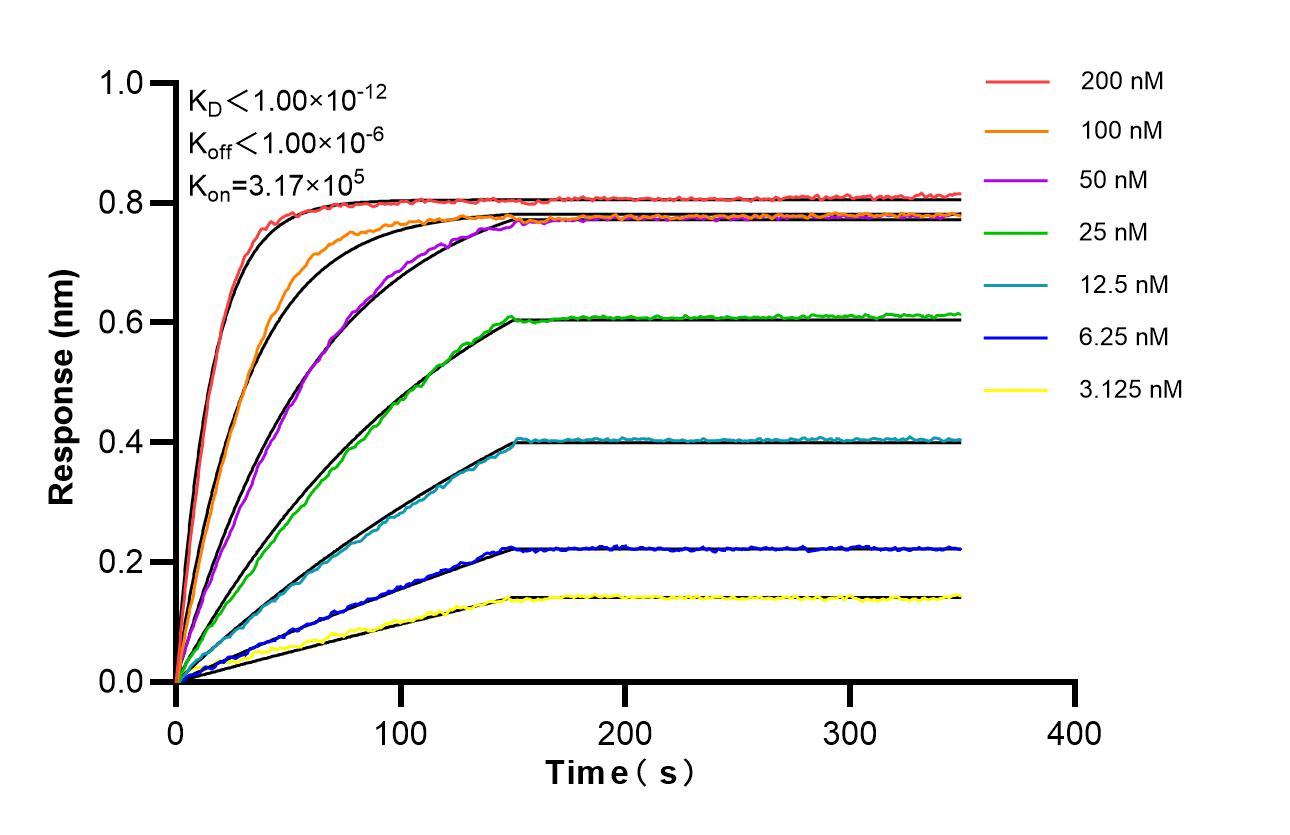 Affinity of 87596-1-RR Affinity of 87596-1-RR