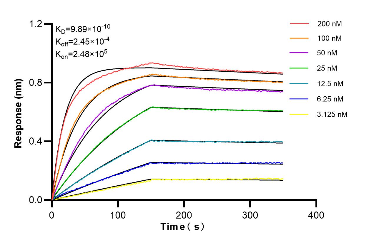 Affinity of 87610-3-RR Affinity of 87610-3-RR