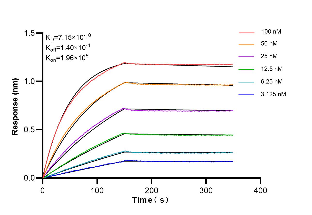 Biolayer interferometry (BLl) kinetic assays of 87657-1-RR against Human ENPP1 were performed. The affinity constant is 0.715 nM. Affinity of 87613-1-RR